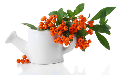 火棘火棘橙色的浆果并带绿色的树叶，在花瓶上白色孤立