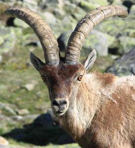 站在高山 ibex，生活在海拔高的野生动物