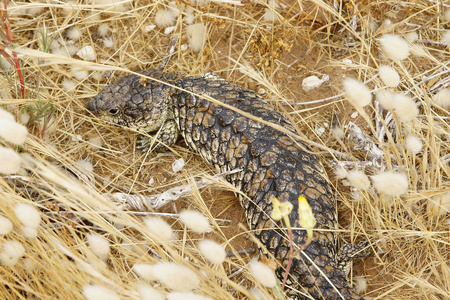 澳大利亚 shingleback 蜥蜴