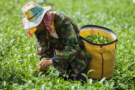 人在泰国的茶叶种植园工作