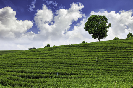 在泰国的茶叶种植园