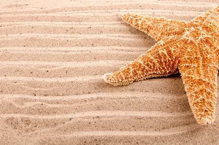 伟大的海星躺在沙滩的背景图片