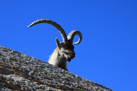 站在高山 ibex，生活在海拔高的野生动物