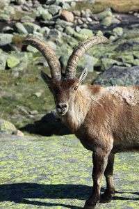 站在高山 ibex，生活在海拔高的野生动物