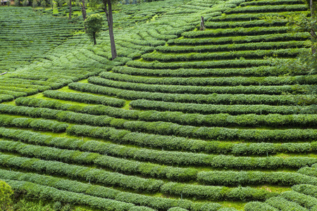 在泰国的茶叶种植园