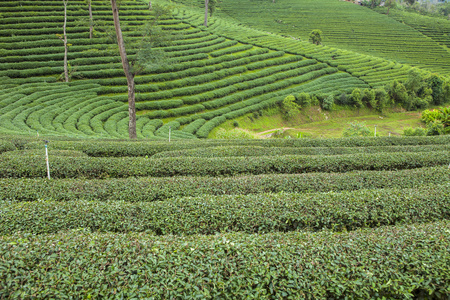 在泰国的茶叶种植园