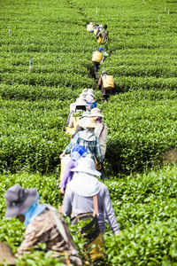 人在泰国的茶叶种植园工作