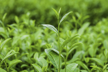 在泰国的茶叶种植园