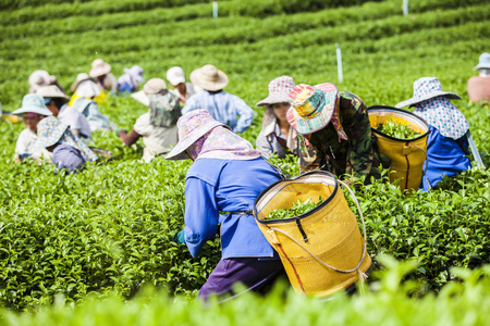 人在泰国的茶叶种植园工作