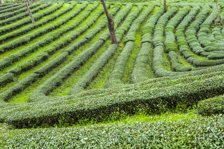 在泰国的茶叶种植园