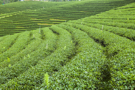 在泰国的茶叶种植园