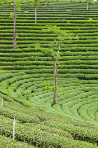 在泰国的茶叶种植园