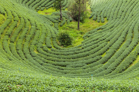 在泰国的茶叶种植园