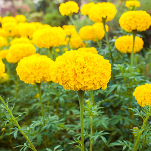 万寿菊鲜花在草地上