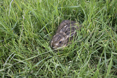 棕色野兔，天兔座 europaeus