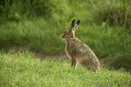 棕色野兔，天兔座 europaeus