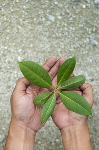 手中拿着植物幼苗