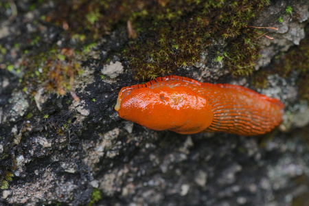 在墙上的橙色蛞蝓照片