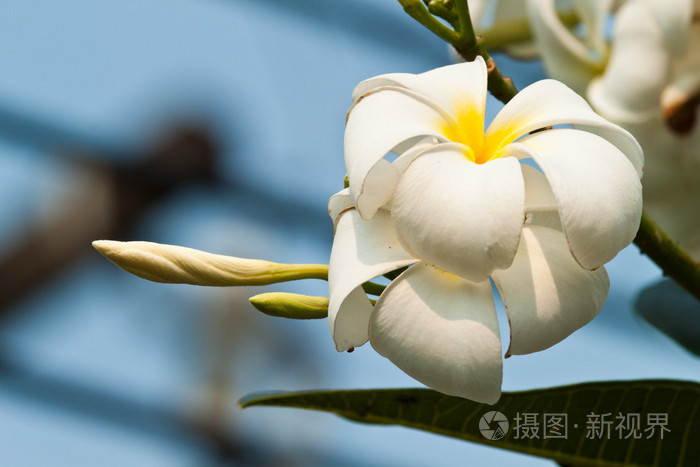 赤素馨花鸡蛋花
