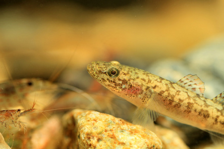 漂浮鰕虎鱼 chaenogobius 链或 gymnogobius urotaenia 在日本