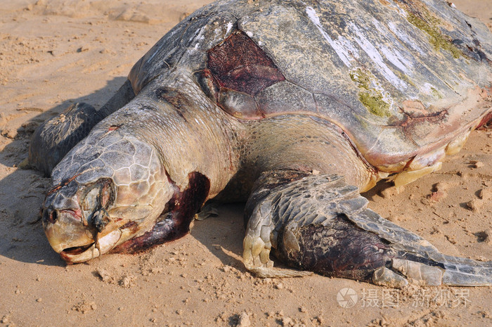 死的海龟榄蠵丽龟对东亚银行照片-正版商用图片1dk68q-摄图新视界