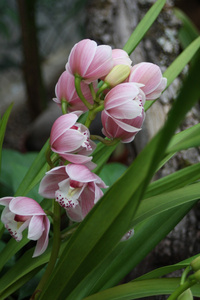 花卉 幽兰