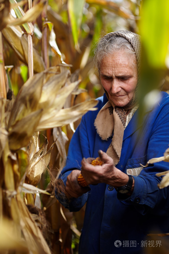 老女农民在玉米收获
