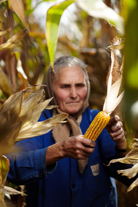 老女农民在玉米收获