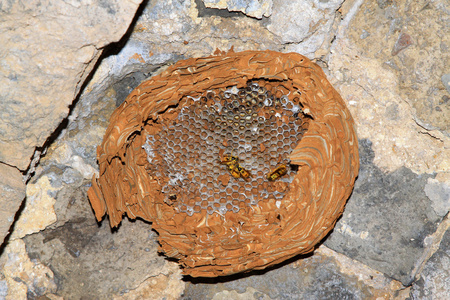 大黄蜂类和野生蜂窝