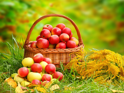 红色和黄色苹果在篮子里秋在农村花园