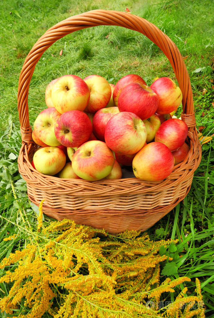 红色和黄色苹果在篮子里秋在农村花园