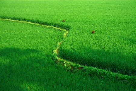 新鲜绿色领域梯田在印度