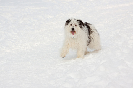 在雪中的狗