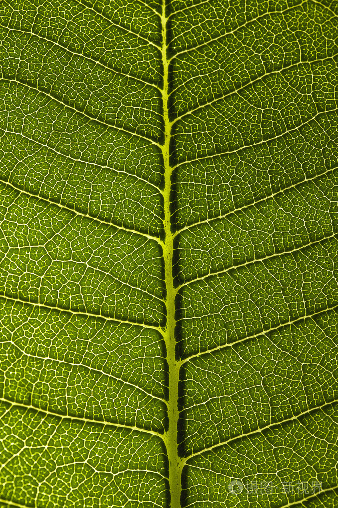 绿叶纹理