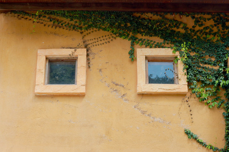 复古式墙窗口绿色叶子