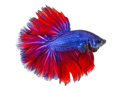 直线的屋顶盖瓦或鱼规模情况主题斗鱼不同的鱼的纹理不断上升的洪水和