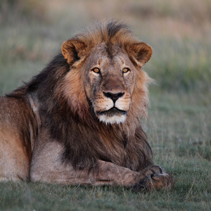 野生非洲狮的肖像