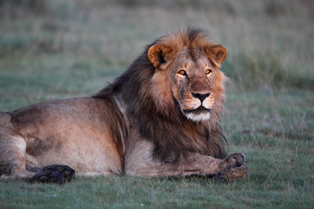 野生非洲狮的肖像