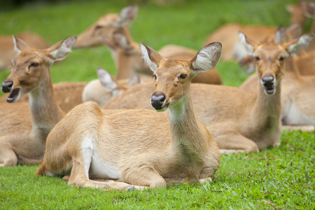 穿天鹅绒的白尾鹿巴克图片