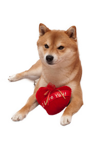 日本 shiba inu 狗在一个白色的背景，与红色的心