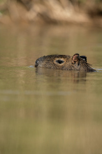 水豚 hydrochoerus 水