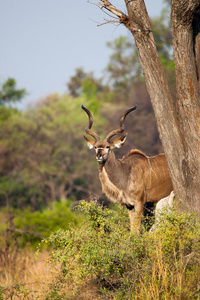 在博茨瓦纳的大捻角羚