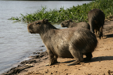 水豚 hydrochoerus 水