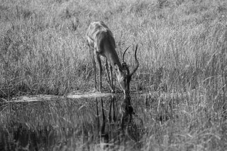 在博茨瓦纳，黑白照片储备饮用水黑斑羚