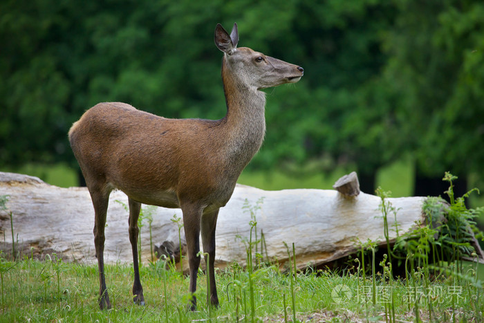 在公园里的雌性红鹿