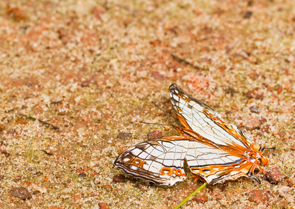 在彭瑞典国际开发署国家公园泰国蝴蝶