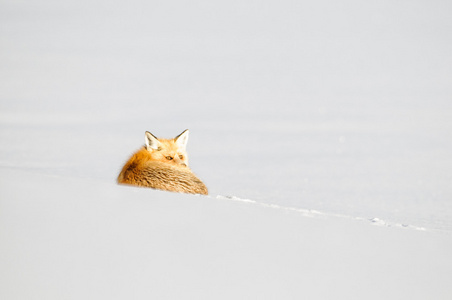 在雪中红狐狸