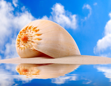 热带海滩上的海螺壳图片