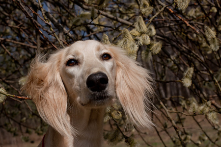 波斯猎犬和鲜花