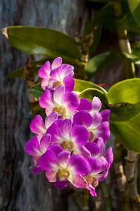 美丽的紫色兰花